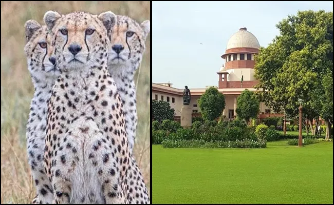 Why Make It A Prestige Issue Supreme Court To Centre On Cheetah Deaths - Sakshi