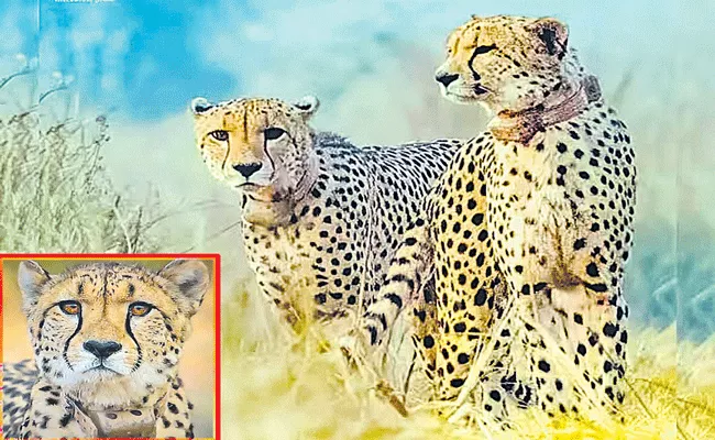 Kuno cheetah deaths: Radio collars are killing the cheetahs - Sakshi