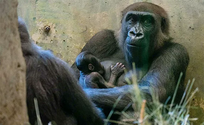 Gorilla Thought To Be Male Gives Birth To A Baby Girl At US Columbus Zoo - Sakshi