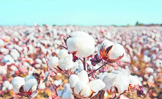 Heavy rains are damaging the cotton crop - Sakshi