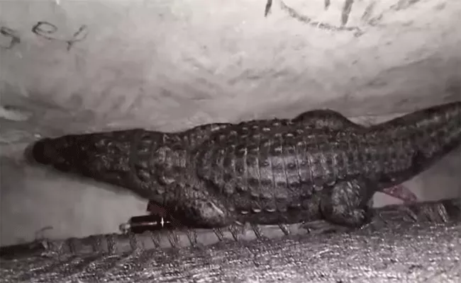 crocodile was sitting under cot in bedroom - Sakshi