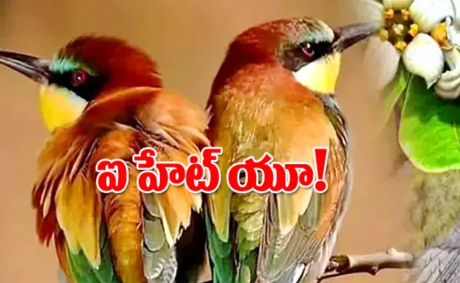 Just Like Humans Birds Divorce Their Partners Too - Sakshi