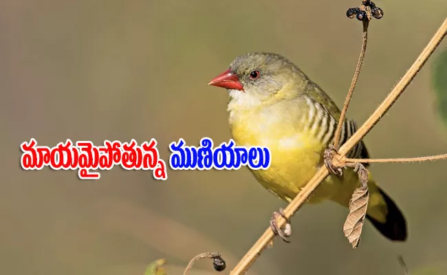 Pudami Sakshiga : Intresting Facts Of Green Munia Birds