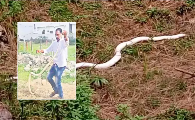 swetha naagu snake in wanaparthy district - Sakshi