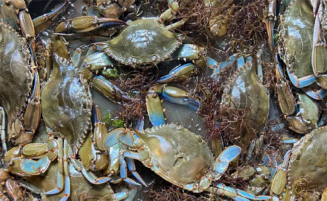 Italy Spend Rs 26 Crore To Tackle Invasion Of Aggressive Blue Crabs - Sakshi