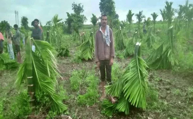 Karnataka: Man Ruin Crops Farmer Cancels Marriage - Sakshi