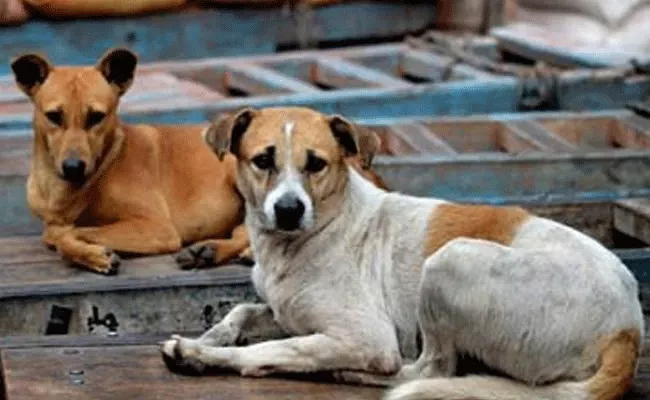 Dog Meat Sale Trade to Continue in Nagaland - Sakshi