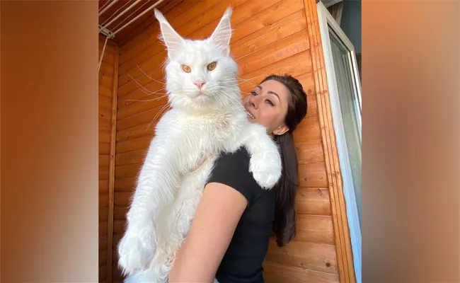 Worlds Largest Cat Is Almost As Tall As A 4 Year Old - Sakshi