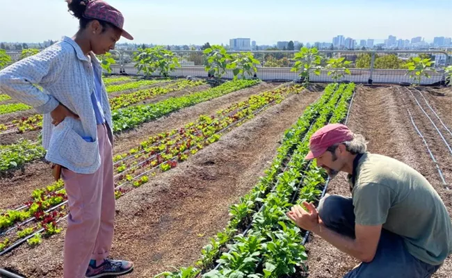 Sagubadi: Can Rooftop Farm In Oakland Change The World - Sakshi