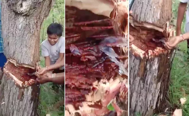 Video Viral Of Water Dripping From Tree in Prakasam District - Sakshi