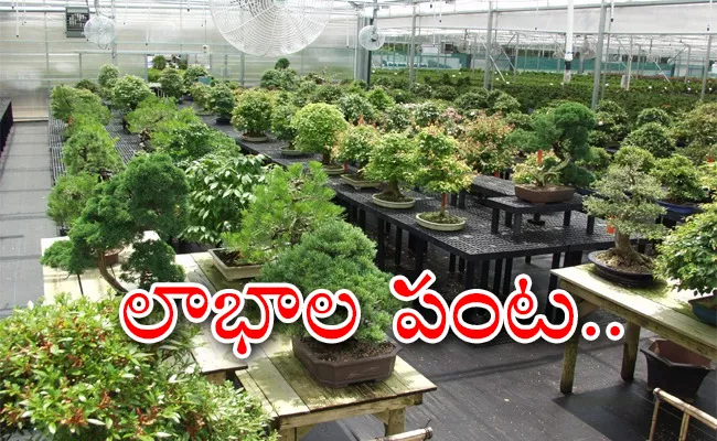 Bonsai plantation business low budget earn more money - Sakshi