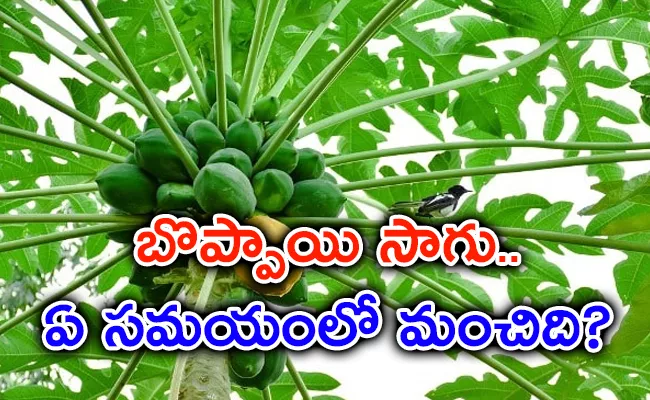 Papaya Farming Is Profit Making Business - Sakshi