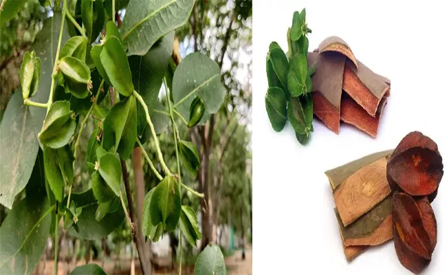 Arjuna Bark Is Ayurvedic Medicine For Its Numerous Health Benefits - Sakshi