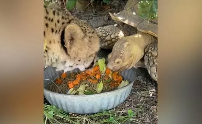 Cheetah and Tortoise Eating Food in Same Bowl - Sakshi