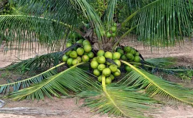 Profits From Cultivation Of Many Intercrops In Coconut Plantations - Sakshi