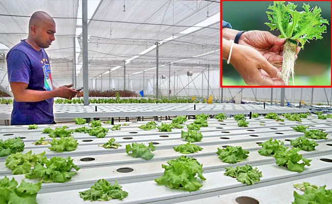 Vertical farming and other cultivation systems have started - Sakshi
