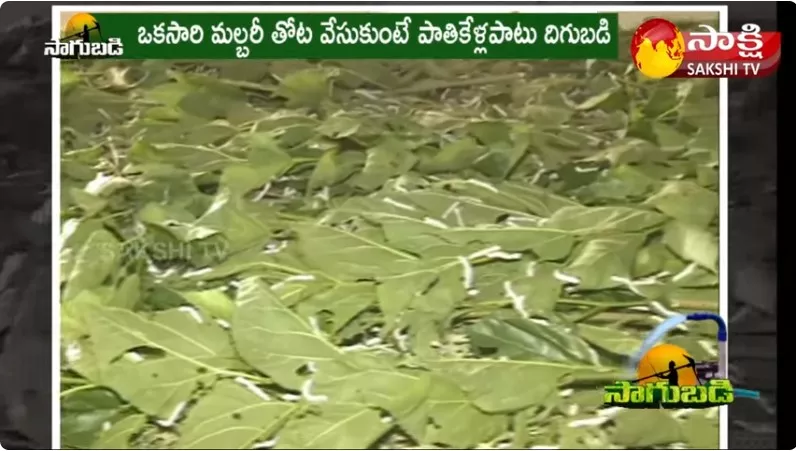 Mulberry Cultivation & Silkworm Rearing in West Godavari 