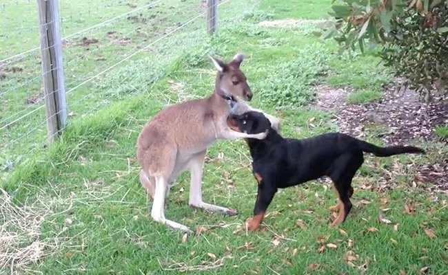 Friendship Kangaroo and Dog are each Others best Friends - Sakshi