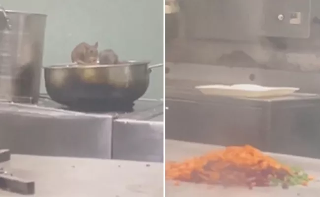 Video Shows Rats In Train Pantry Railways Responds - Sakshi