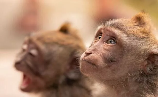 MONKEY LIVES FOR TWO YEARS WITH GENE HACKED PIG KIDNEY - Sakshi