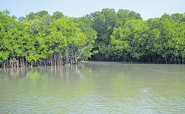 Area of mangroves grown in the state - Sakshi
