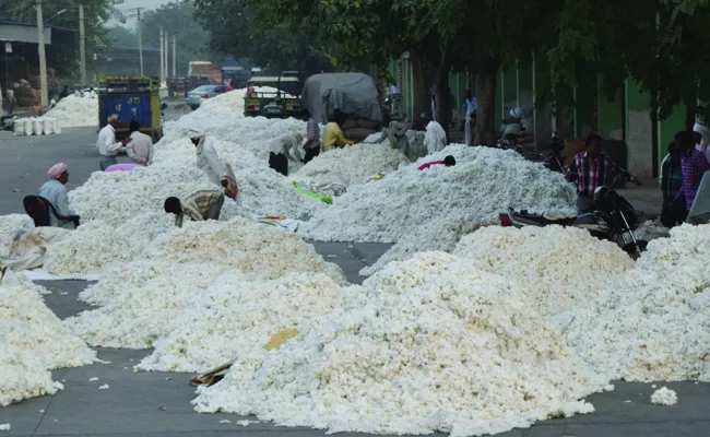 Cotton price was Rs 7711 on Friday at Adoni agricultural market yard in Kurnool district - Sakshi