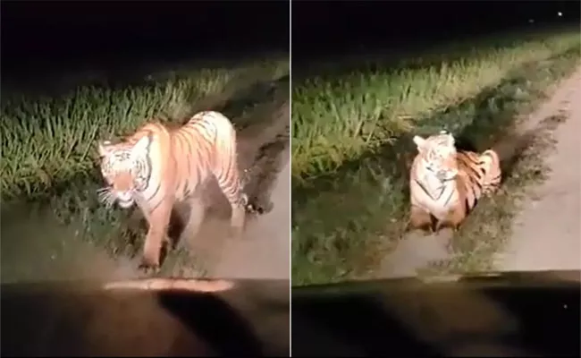 Tiger Spotted Roaming Through Sugarcane Field in Night - Sakshi