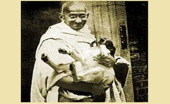 Gandhi Support to Kill Stray Dogs and People Angry on his Support - Sakshi