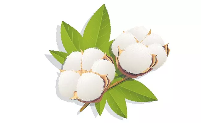Cotton is food crop too - Sakshi