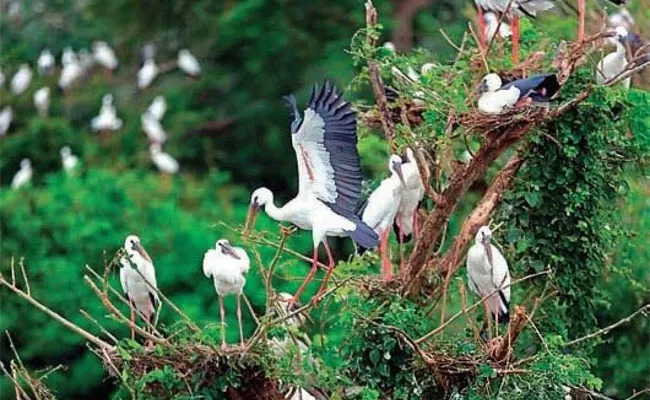 Intresting Things Of Telineelapuram And Telukunchi Bird Sanctuaries In Srikakulam - Sakshi