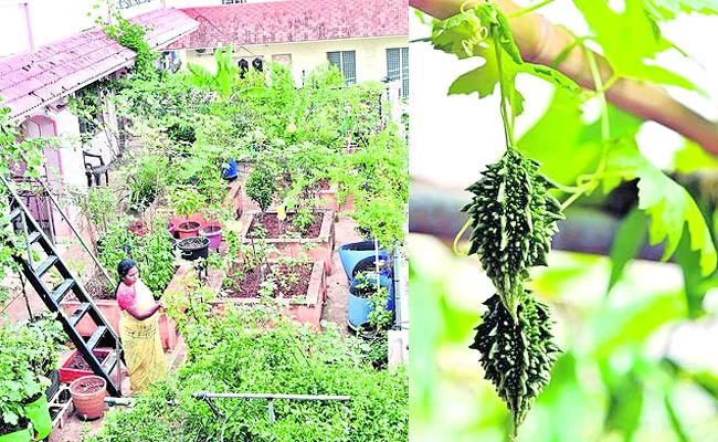 Benefits Of Having Terrace Garden At Home - Sakshi