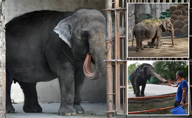 Worlds Saddest Elephant Mali Died In Philippine Zoo - Sakshi