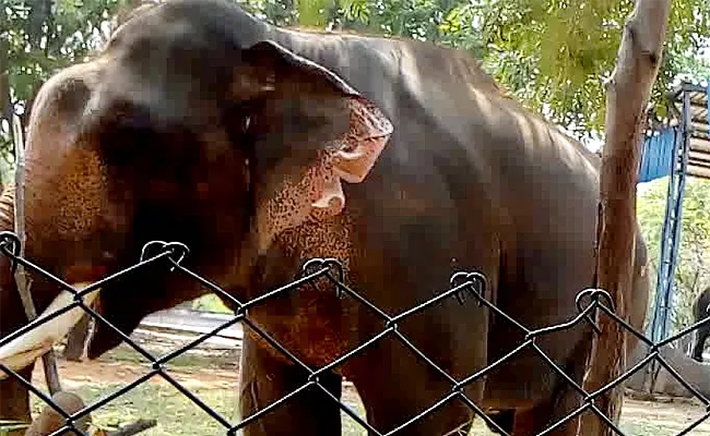 Elephant Died In SV Zoo Park Tirupati - Sakshi