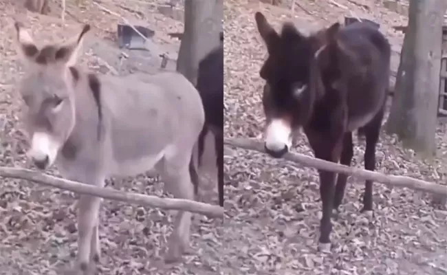 Donkey Caught on Camera Doing Smart Work - Sakshi