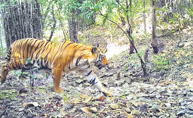 The tiger migrates to the nearby areas of the forest - Sakshi