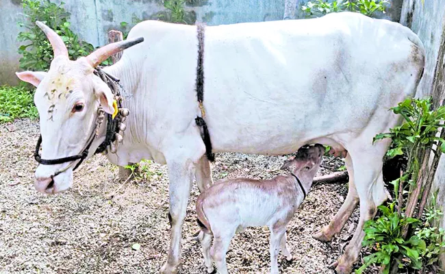 Punganur calf born through surrogacy System - Sakshi