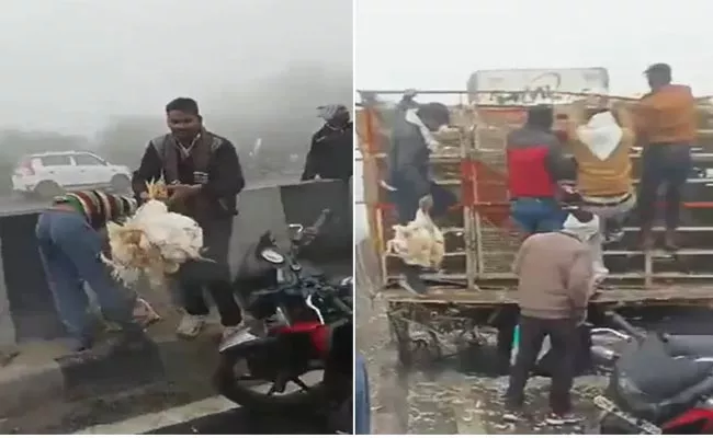 Video: Truck Carrying Chicken Crashes On UP Highway Then This Happens - Sakshi
