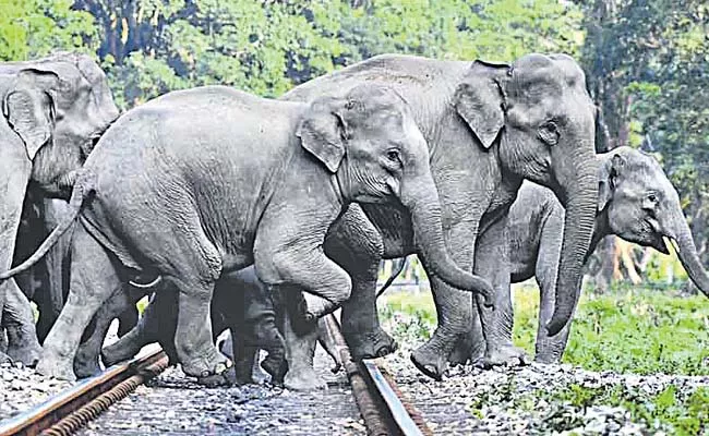 Unnatural deaths of elephants are increasing in the country - Sakshi