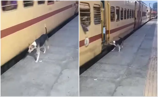 Indian Railways To Give This Stray Dog A A Security Job Heres why - Sakshi