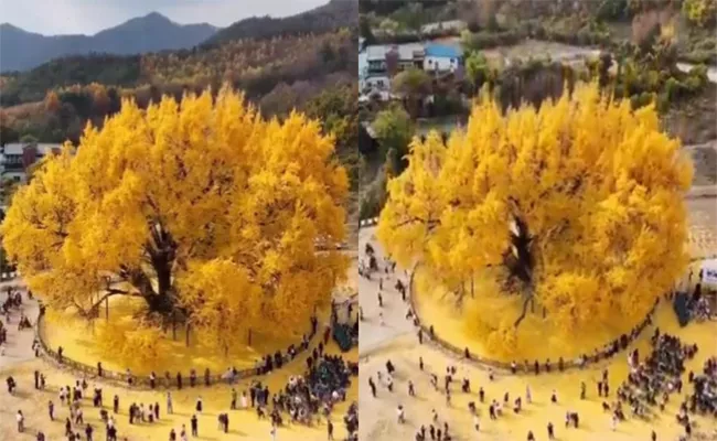 Viral Video: 800 Year Old Gingko Tree In South Korea Goes - Sakshi