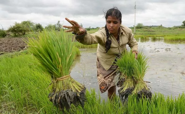 Modi Govt Considering Doubling Annual Payout To Women Farmers To Rs 12000 - Sakshi