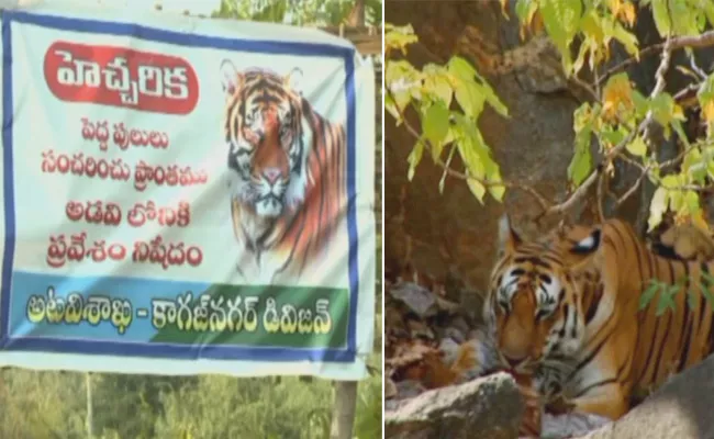 Operation Search Tiger Success In Komaram Bheem Darigam Forest - Sakshi