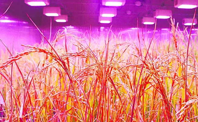 IRRI Develops Speed Flower the First Speed Breeding Protocol for Rice - Sakshi