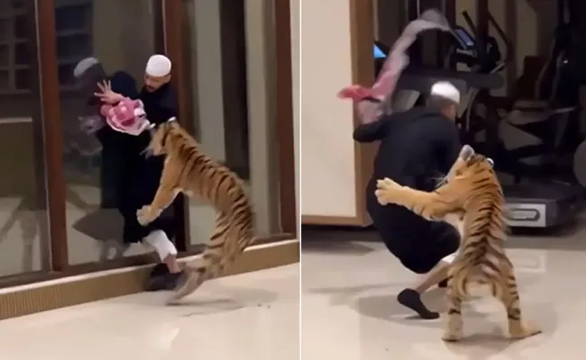 Pet Tiger Chases Man lavish Dubai Home Video Goes Viral - Sakshi