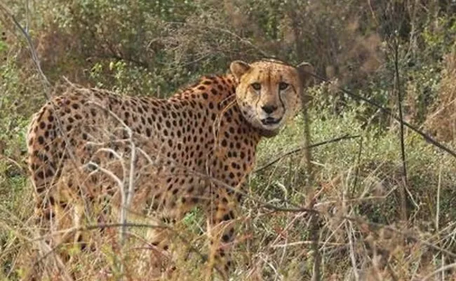 Namibian Cheetah Shaurya Dies At Kuno National Park - Sakshi