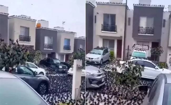 Thousands of Crows Flock Streets of Japanese Island - Sakshi