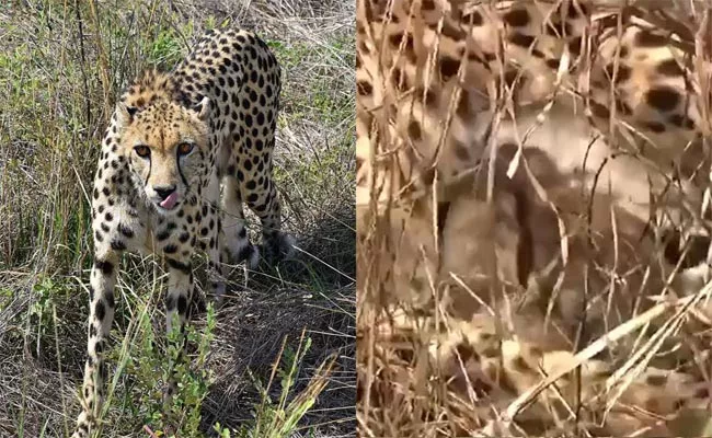 3 Cubs Born To Namibian Cheetah Jwala At Kuno National Park - Sakshi