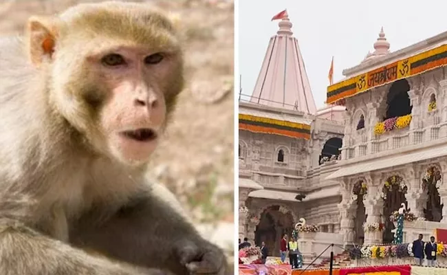 Monkey Enters Ram Temple Devotees See Hanuman Symbolism - Sakshi