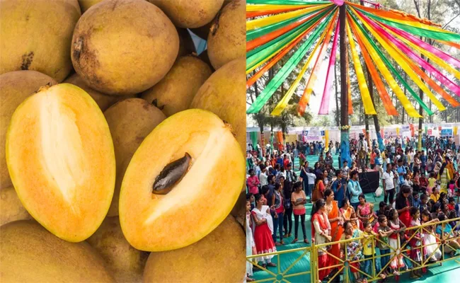 This Weekend Head To Dahanu For Chikoo Fest  - Sakshi