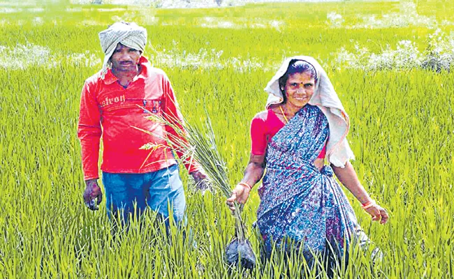 Sakshi Guest Column On Agriculture Sector In Andhra Pradesh